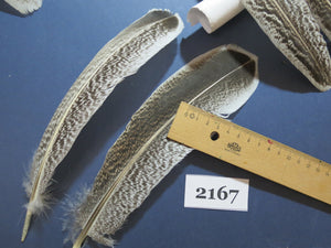 34 Pcs Turkey Wing Feathers, Fly Tying Material,Craft Feathers,Natural Turkey Feathers (2167)