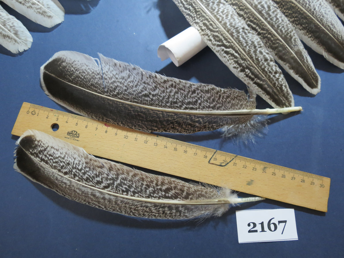 34 Pcs Turkey Wing Feathers, Fly Tying Material,Craft Feathers,Natural Turkey Feathers (2167)