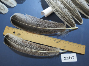 34 Pcs Turkey Wing Feathers, Fly Tying Material,Craft Feathers,Natural Turkey Feathers (2167)
