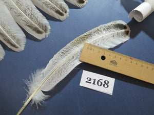 42 Pcs Turkey Wing Feathers, Fly Tying Material,Craft Feathers,Natural Turkey Feathers (2168)