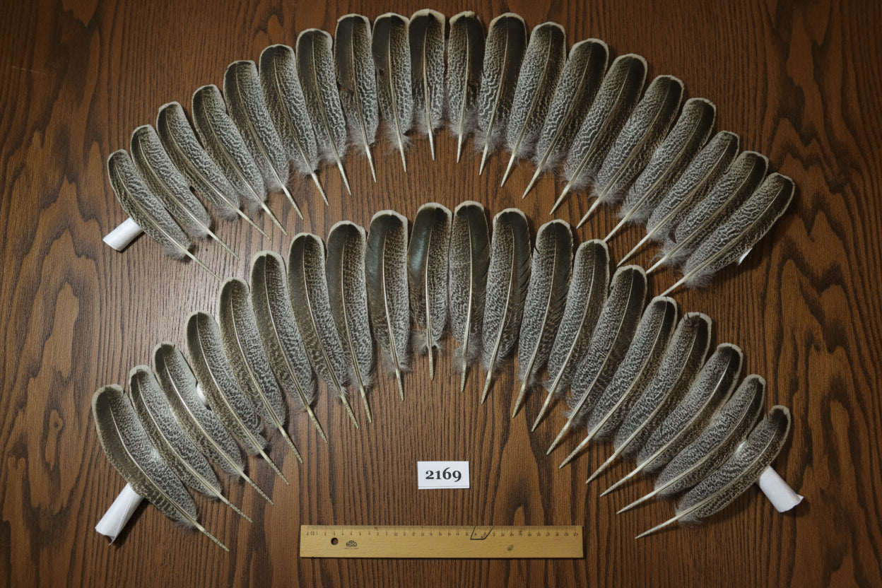 natural turkey feathers