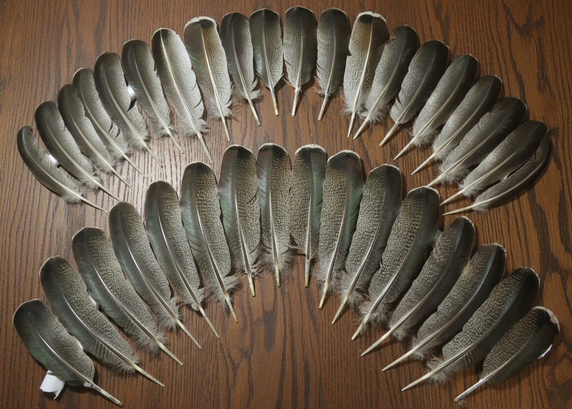 natural turkey feathers