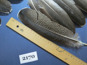 36 Pcs Turkey Wing Feathers, Fly Tying Material,Craft Feathers,Natural Turkey Feathers (2170)