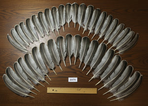 natural turkey feathers