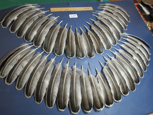 44 Pcs Turkey Wing Feathers, Fly Tying Material,Craft Feathers,Natural Turkey Feathers (2171)