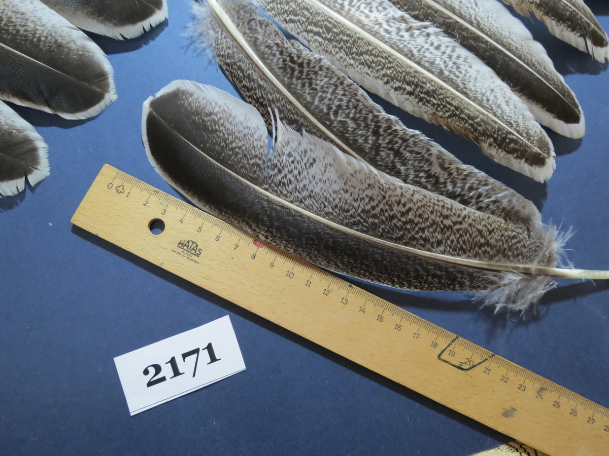 44 Pcs Turkey Wing Feathers, Fly Tying Material,Craft Feathers,Natural Turkey Feathers (2171)