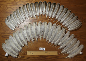 natural turkey feathers