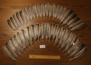 natural turkey feathers