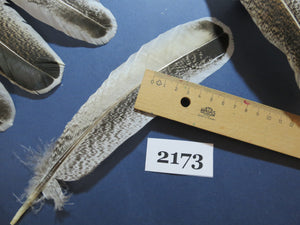 42 Pcs Turkey Wing Feathers, Fly Tying Material,Craft Feathers,Natural Turkey Feathers (2173)