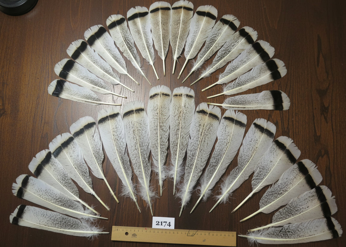 natural turkey feathers