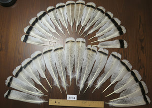 natural turkey feathers