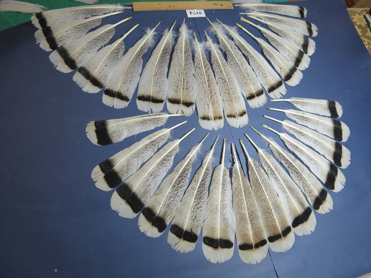 30 Pcs Turkey Tail Feathers, Fly Tying Material,Craft Feathers,Natural Turkey Feathers (2174)