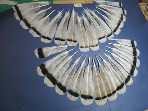 30 Pcs Turkey Tail Feathers, Fly Tying Material,Craft Feathers,Natural Turkey Feathers (2174)