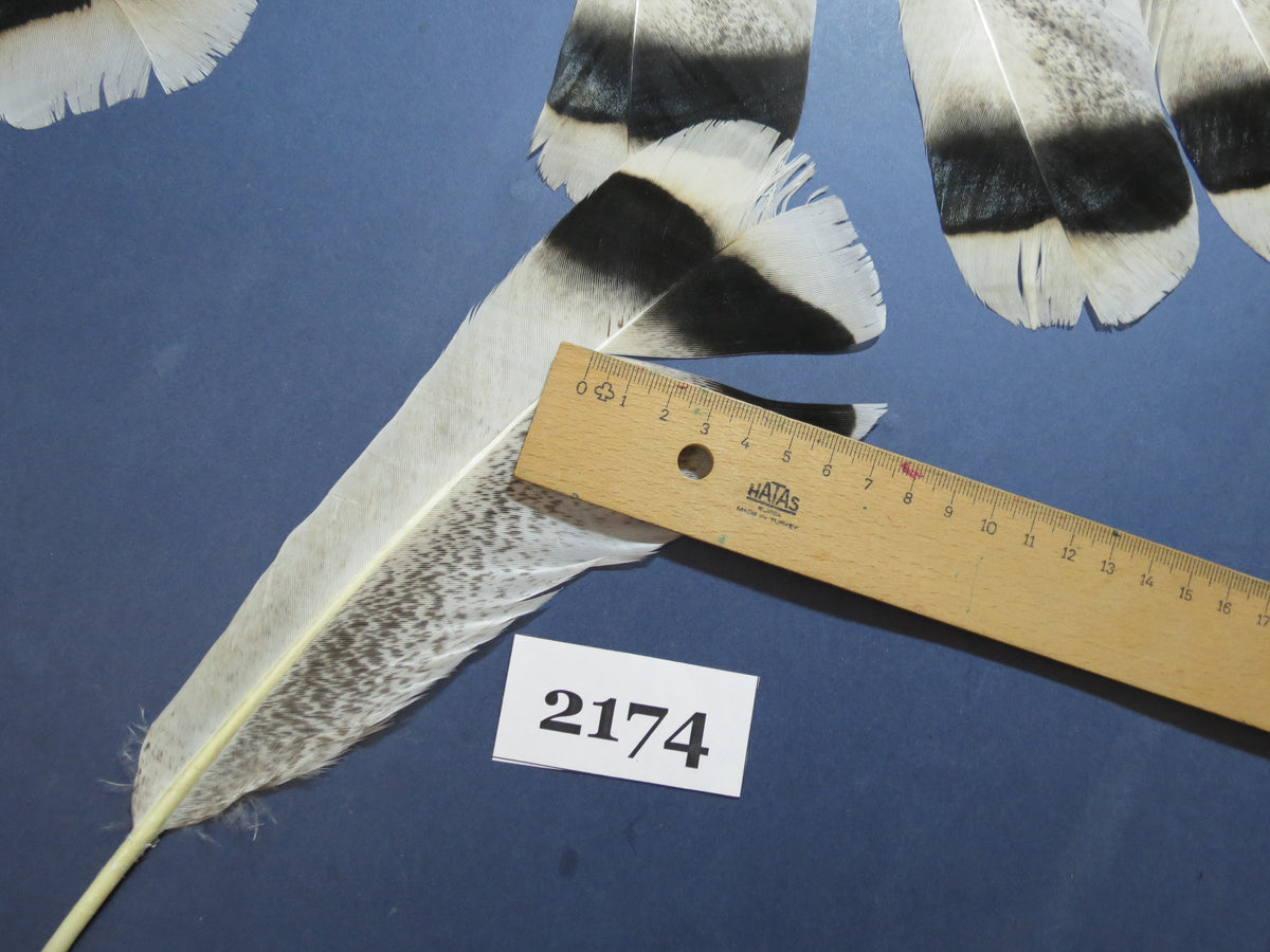 30 Pcs Turkey Tail Feathers, Fly Tying Material,Craft Feathers,Natural Turkey Feathers (2174)
