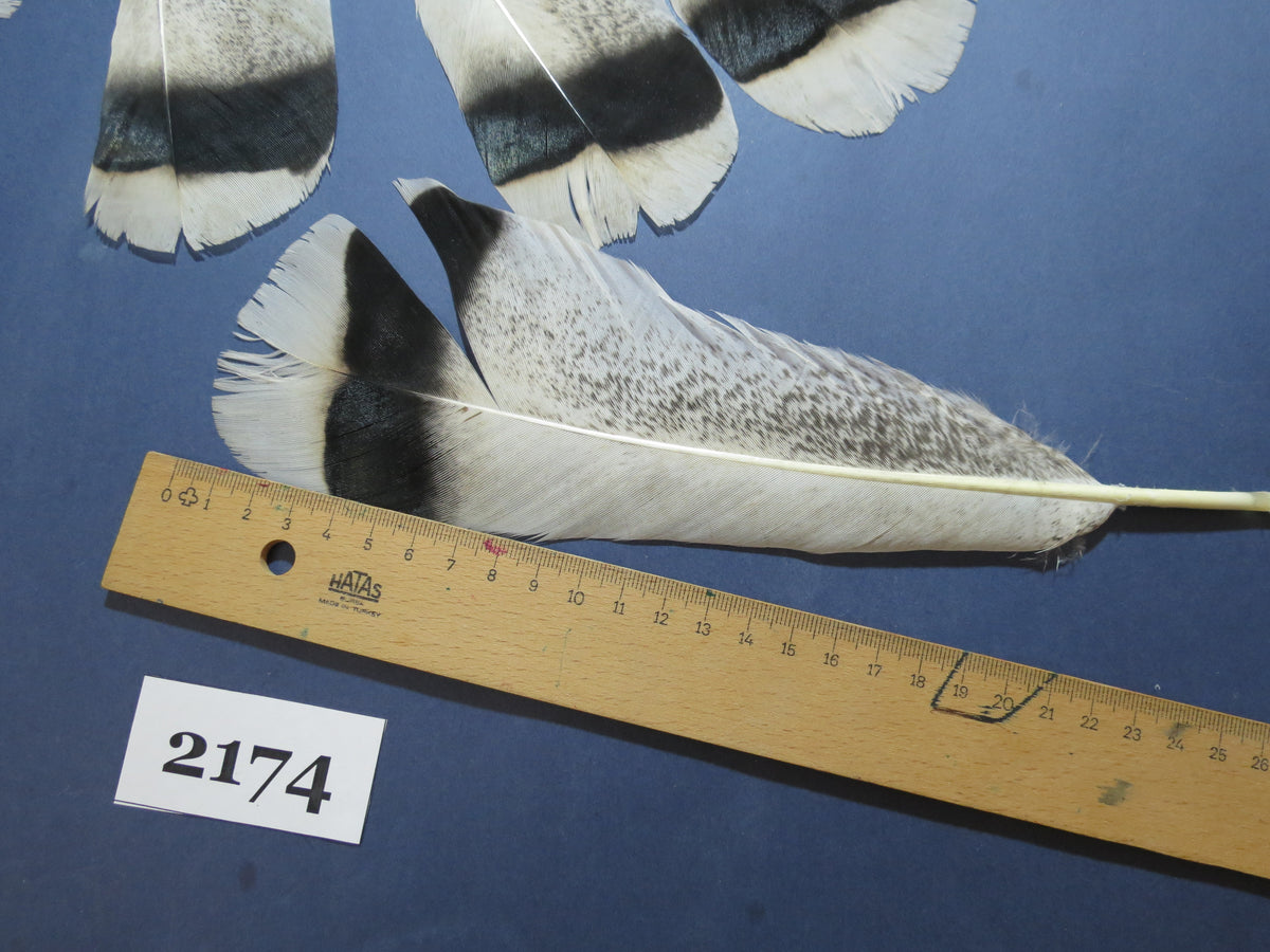 30 Pcs Turkey Tail Feathers, Fly Tying Material,Craft Feathers,Natural Turkey Feathers (2174)