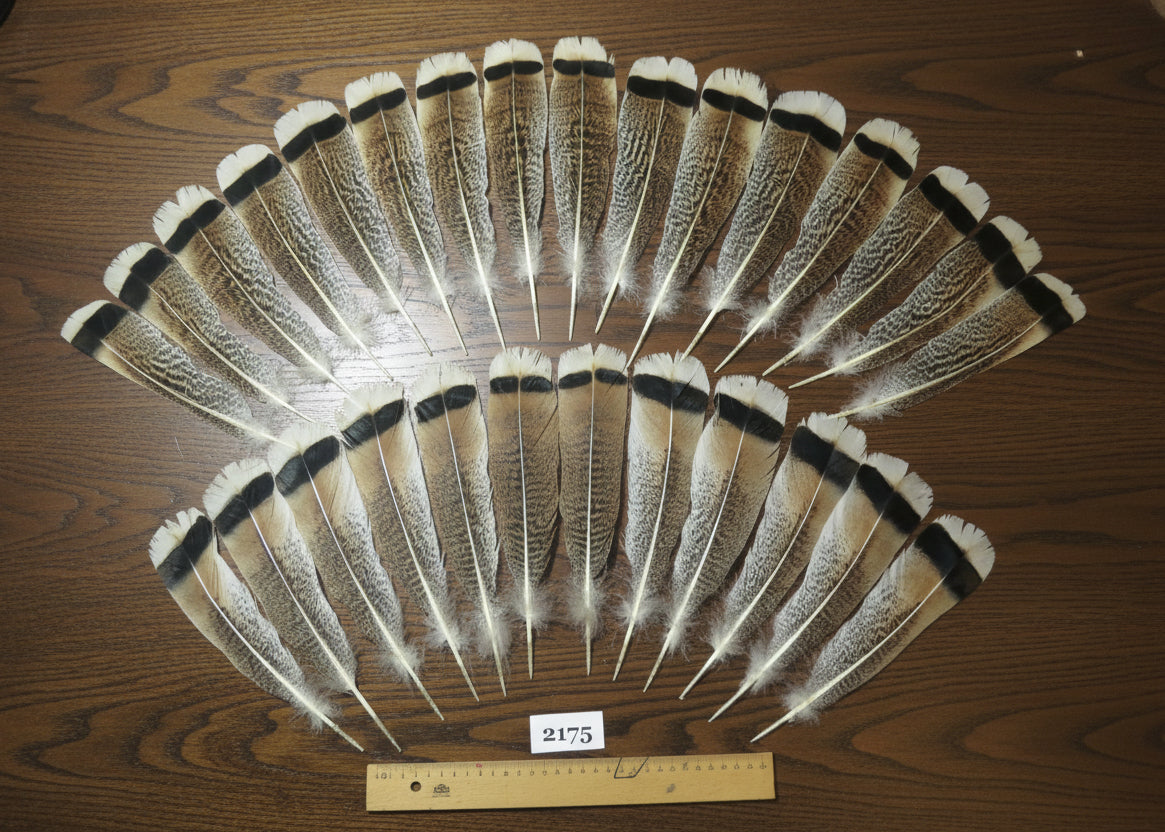 natural turkey feathers