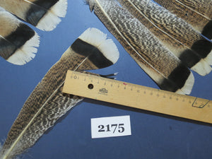 28 Pcs Turkey Tail Feathers, Fly Tying Material,Craft Feathers,Natural Turkey Feathers (2175)