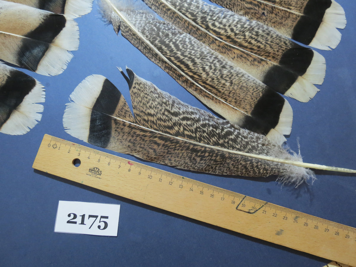28 Pcs Turkey Tail Feathers, Fly Tying Material,Craft Feathers,Natural Turkey Feathers (2175)