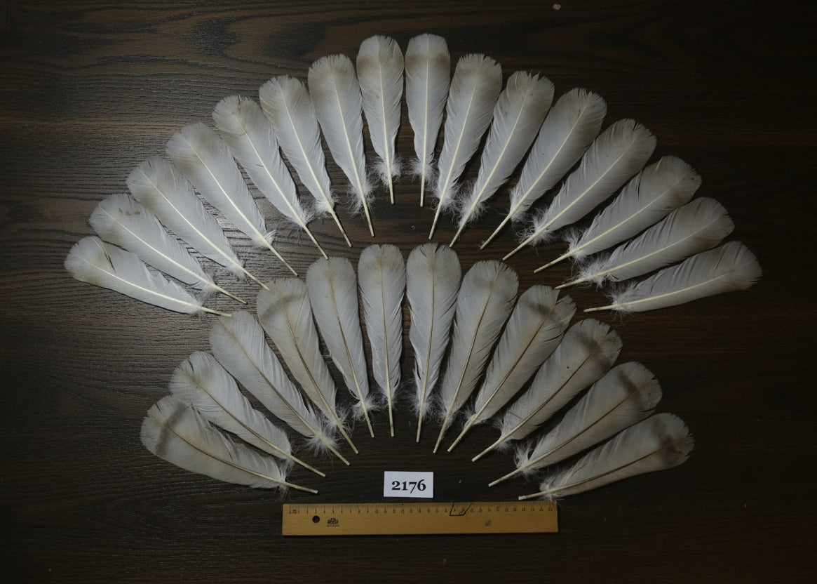 natural turkey feathers