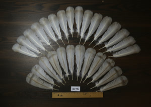 natural turkey feathers