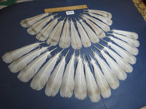 28 Pcs Turkey Tail Feathers, Fly Tying Material,Craft Feathers,Natural Turkey Feathers (2176)