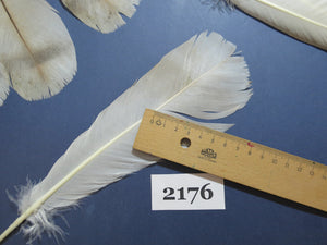 28 Pcs Turkey Tail Feathers, Fly Tying Material,Craft Feathers,Natural Turkey Feathers (2176)