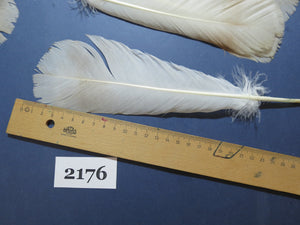 28 Pcs Turkey Tail Feathers, Fly Tying Material,Craft Feathers,Natural Turkey Feathers (2176)