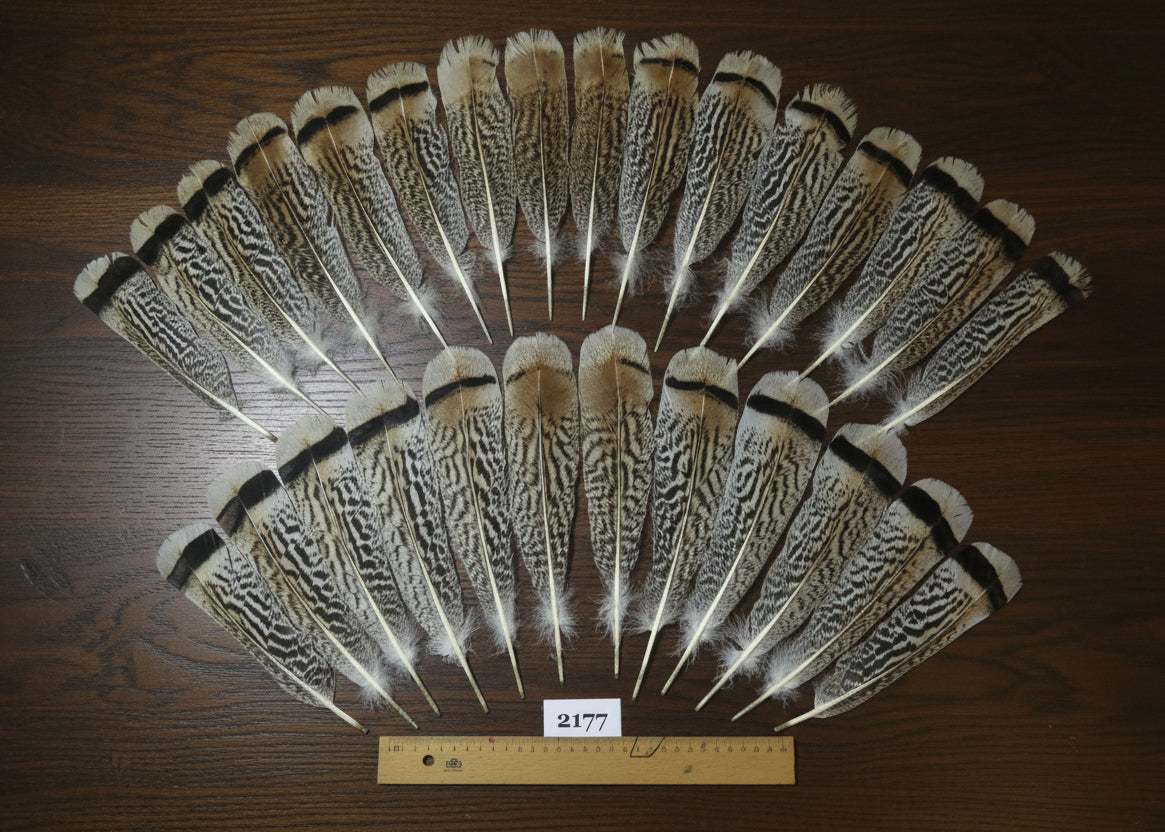 natural turkey feathers