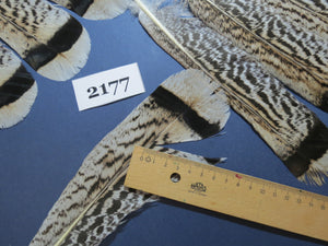 28 Pcs Turkey Tail Feathers, Fly Tying Material,Craft Feathers,Natural Turkey Feathers (2177)