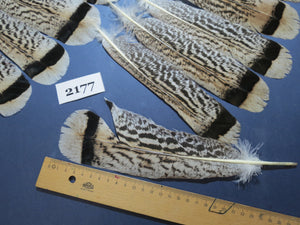 28 Pcs Turkey Tail Feathers, Fly Tying Material,Craft Feathers,Natural Turkey Feathers (2177)