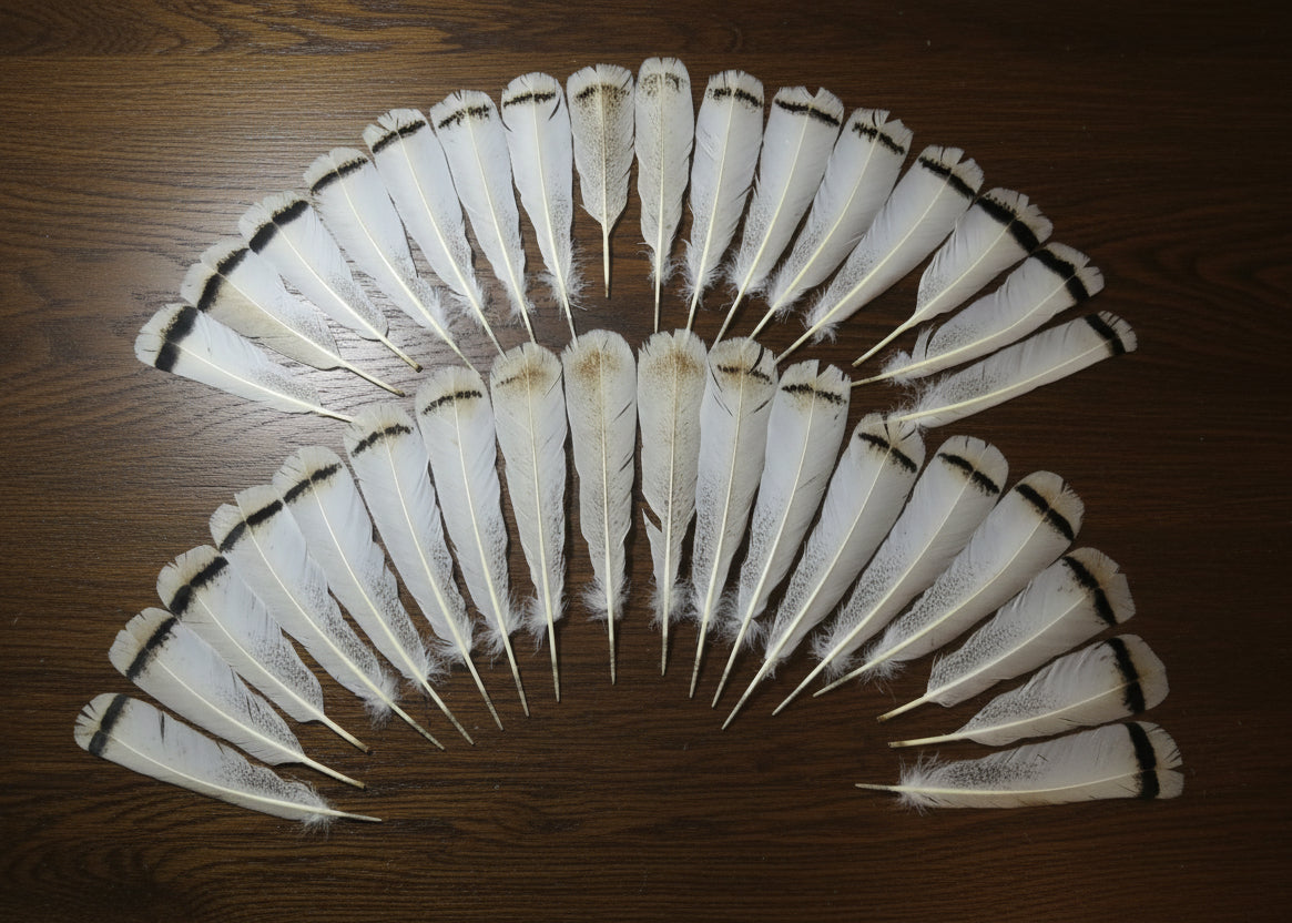 natural turkey feathers