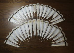 natural turkey feathers