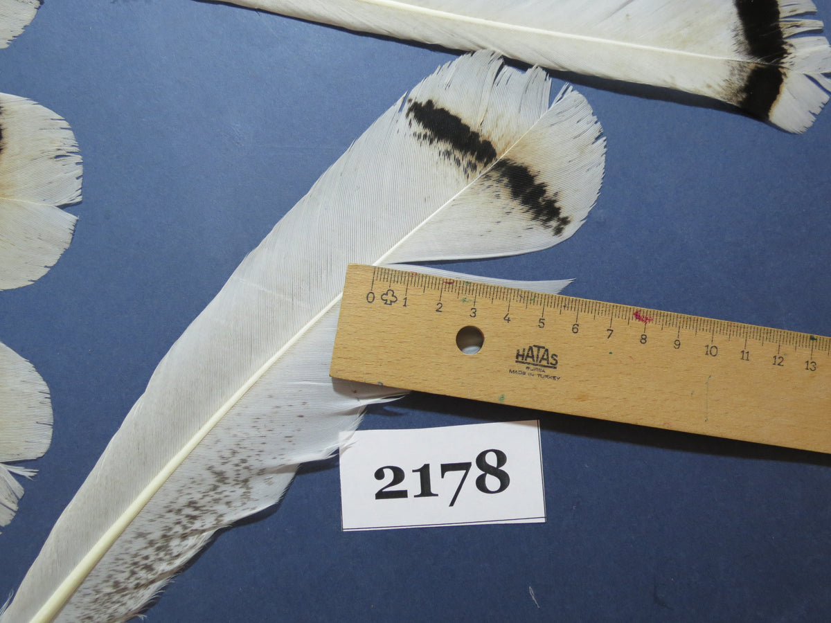 34 Pcs Turkey Tail Feathers, Fly Tying Material,Craft Feathers,Natural Turkey Feathers (2178)