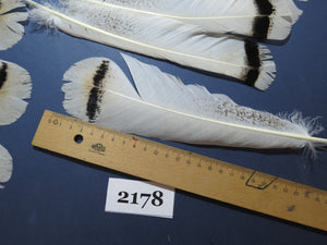 34 Pcs Turkey Tail Feathers, Fly Tying Material,Craft Feathers,Natural Turkey Feathers (2178)