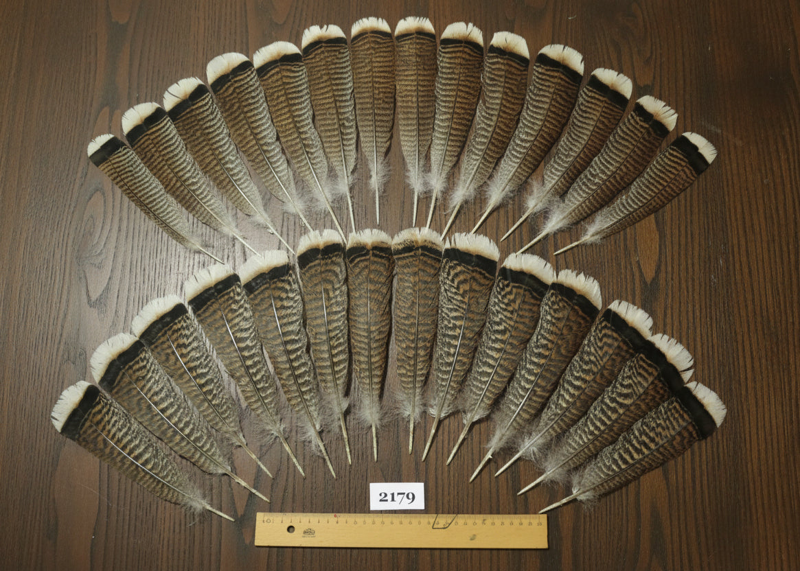 natural turkey feathers