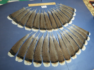 28 Pcs Turkey Tail Feathers, Fly Tying Material,Craft Feathers,Natural Turkey Feathers (2179)