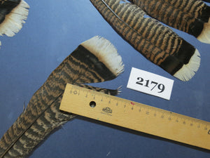 28 Pcs Turkey Tail Feathers, Fly Tying Material,Craft Feathers,Natural Turkey Feathers (2179)