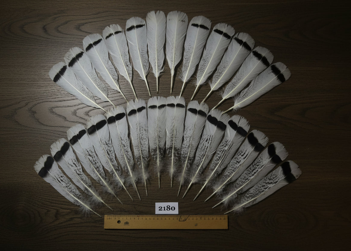 natural turkey feathers