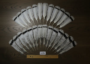 natural turkey feathers