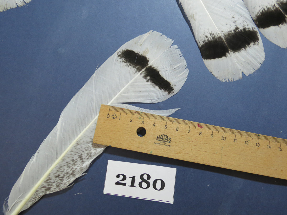 26 Pcs Turkey Tail Feathers, Fly Tying Material,Craft Feathers,Natural Turkey Feathers (2180)