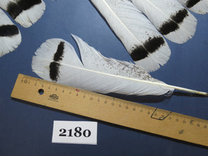 26 Pcs Turkey Tail Feathers, Fly Tying Material,Craft Feathers,Natural Turkey Feathers (2180)