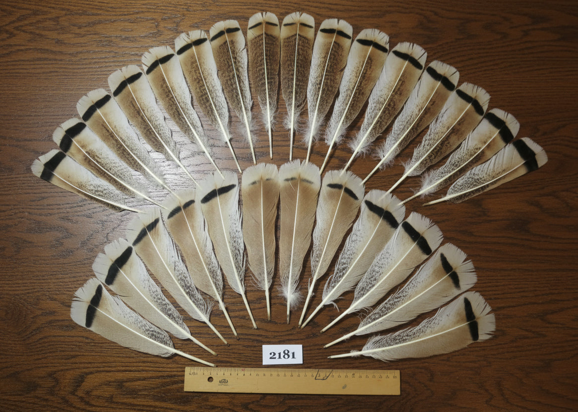 natural turkey feathers