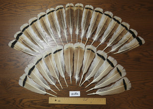 natural turkey feathers