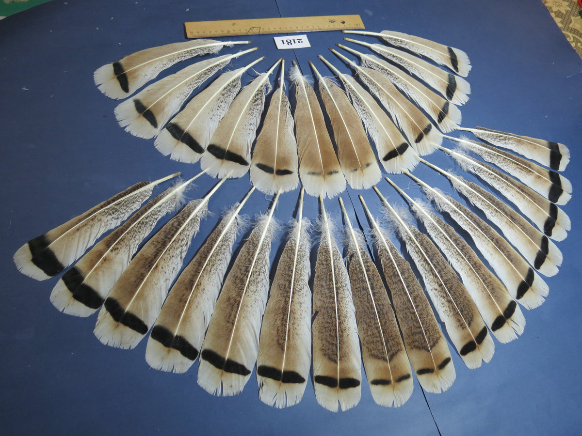 28 Pcs Turkey Tail Feathers, Fly Tying Material,Craft Feathers,Natural Turkey Feathers (2181)
