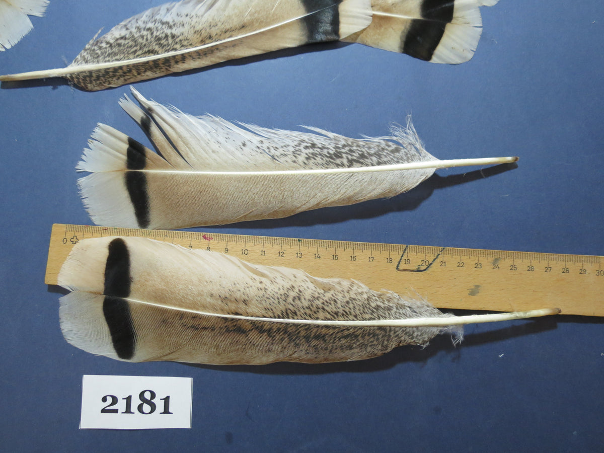 28 Pcs Turkey Tail Feathers, Fly Tying Material,Craft Feathers,Natural Turkey Feathers (2181)