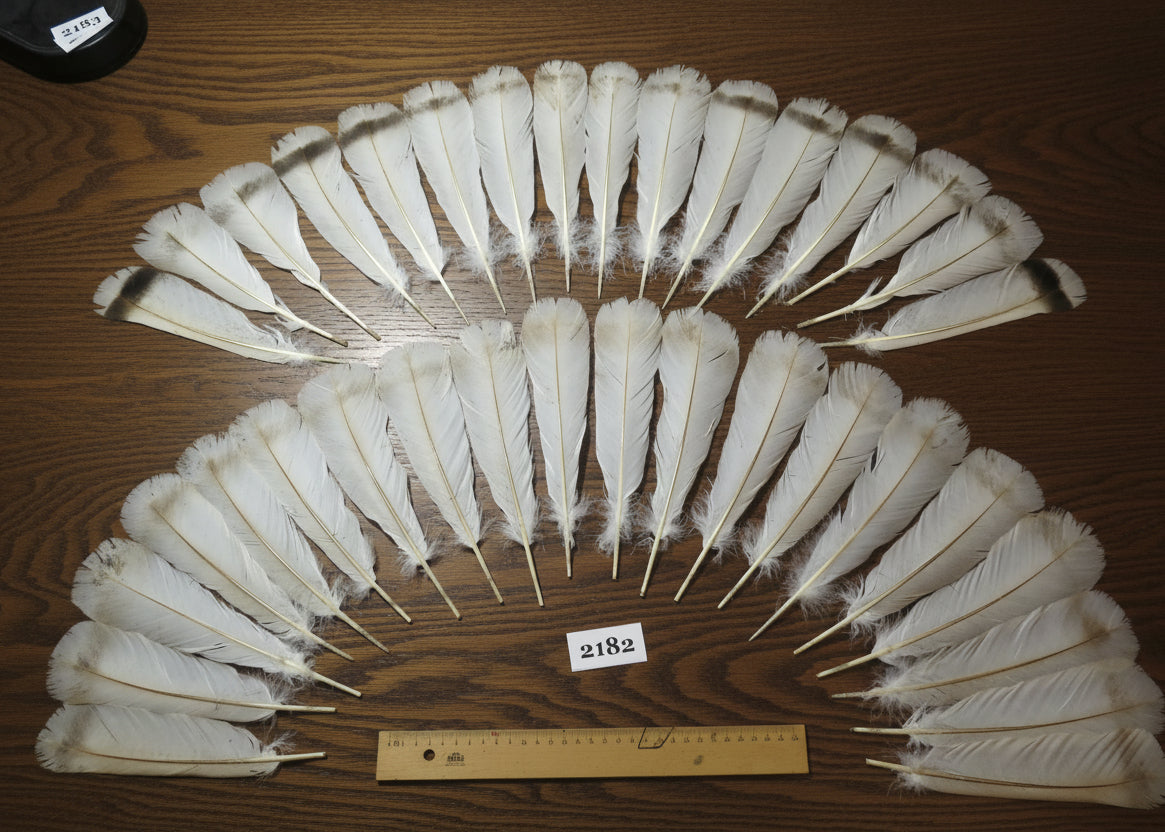 natural turkey feathers