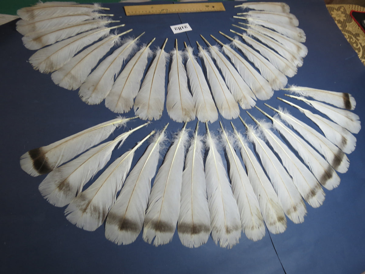 36 Pcs Turkey Tail Feathers, Fly Tying Material,Craft Feathers,Natural Turkey Feathers (2182)