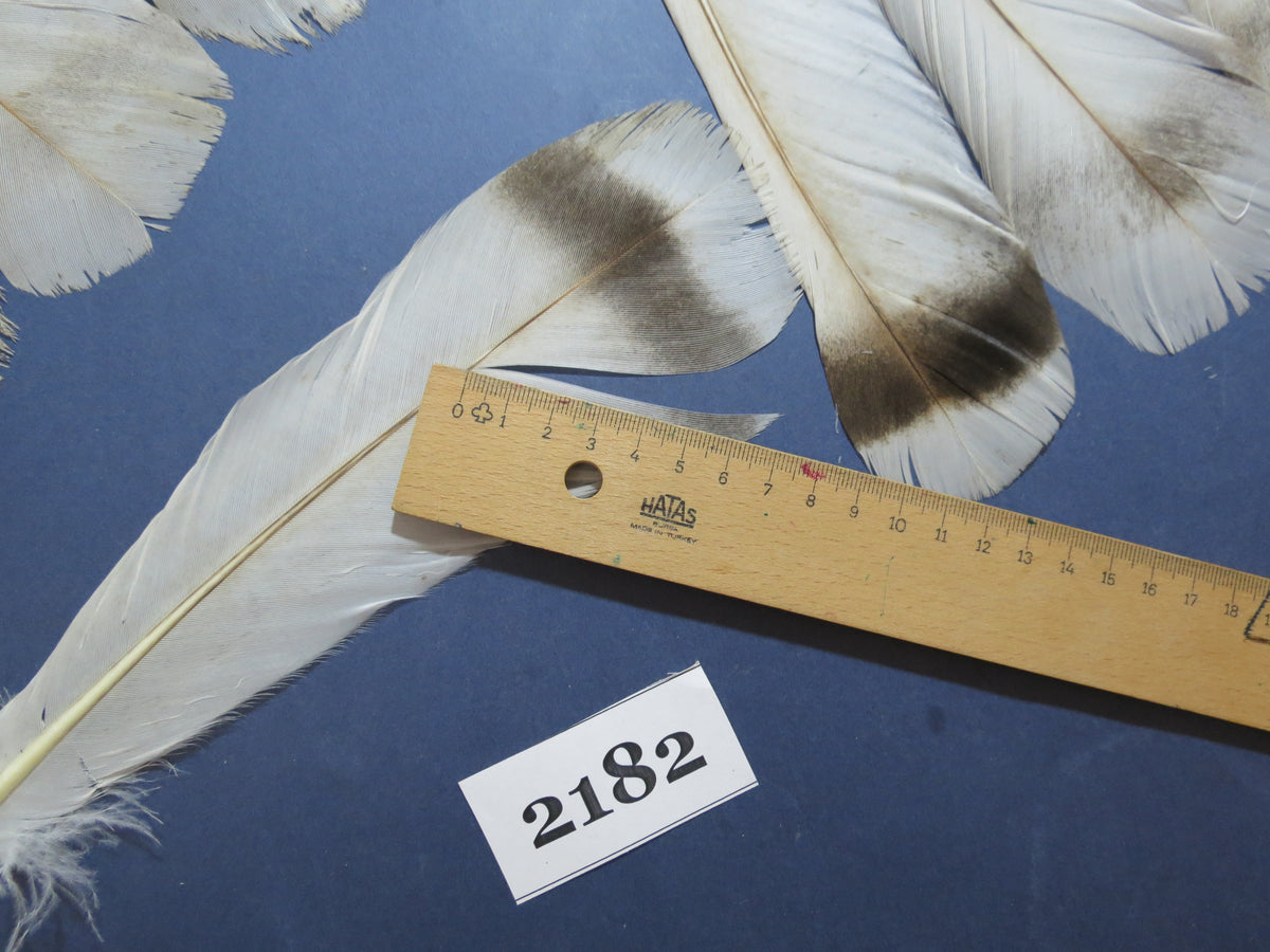 36 Pcs Turkey Tail Feathers, Fly Tying Material,Craft Feathers,Natural Turkey Feathers (2182)