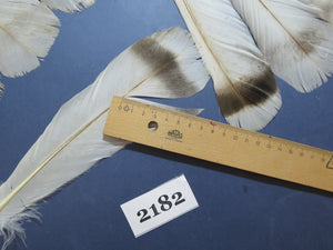 36 Pcs Turkey Tail Feathers, Fly Tying Material,Craft Feathers,Natural Turkey Feathers (2182)