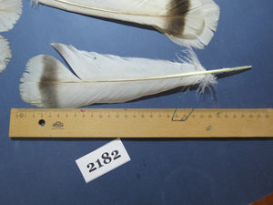 36 Pcs Turkey Tail Feathers, Fly Tying Material,Craft Feathers,Natural Turkey Feathers (2182)
